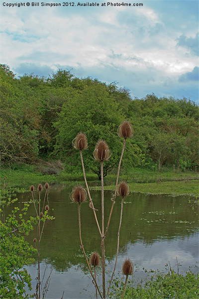 Thistle Seed Heads over Water Picture Board by Bill Simpson