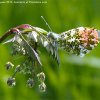 Buy canvas prints of Orange Tip Butterfly by Bill Simpson