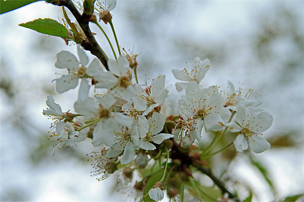 Blackthorn Blossom Picture Board by Bill Simpson