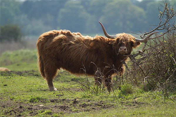 Scottish Long Horn Cattle Picture Board by Bill Simpson