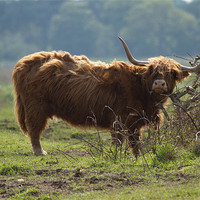 Buy canvas prints of Scottish Long Horn Cattle by Bill Simpson