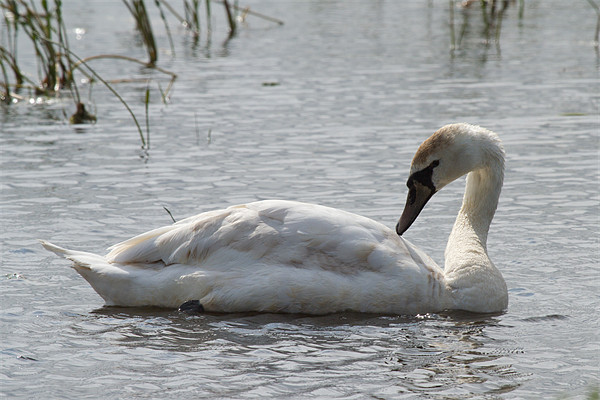 Juvenile Mute Swan Picture Board by Bill Simpson