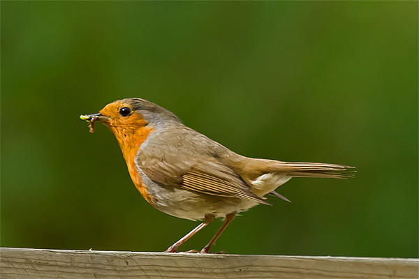 Robin with grub Picture Board by Bill Simpson