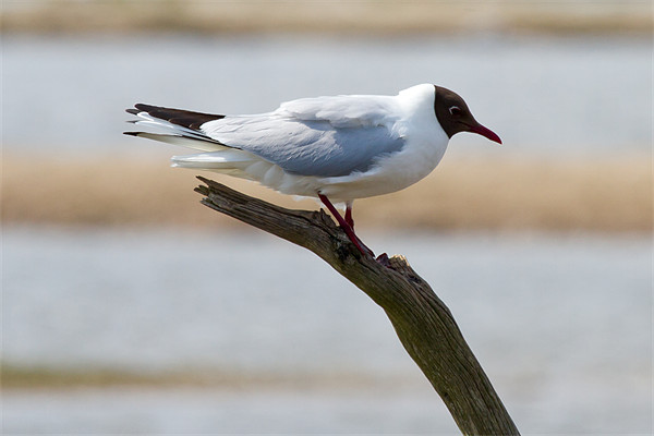 Black Headed Gull Perched on Branch Picture Board by Bill Simpson