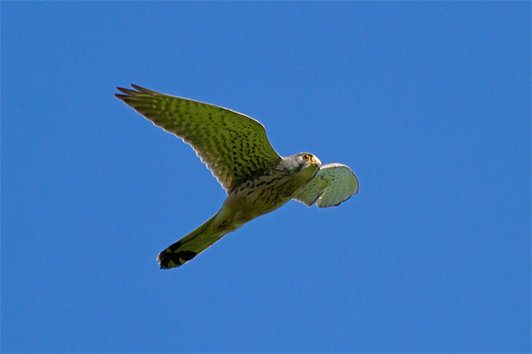 Kestral Falco Tinnunculas Picture Board by Bill Simpson
