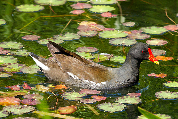 Moorhen In Lily Pads Picture Board by Bill Simpson