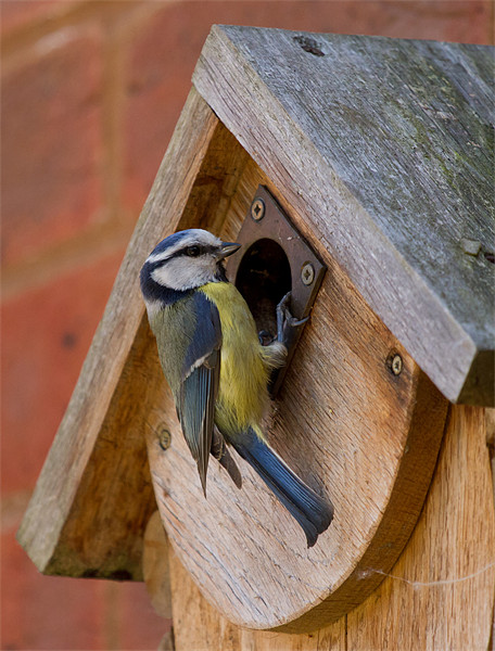 Blue Tit on Nest Box Picture Board by Bill Simpson