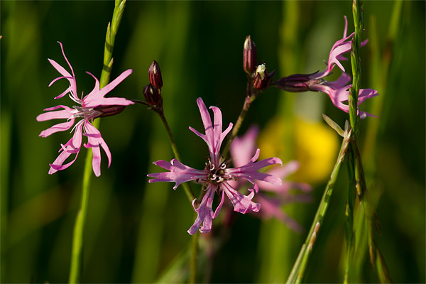 Ragged Robin (Lychnis flos-cuculi) Picture Board by Bill Simpson