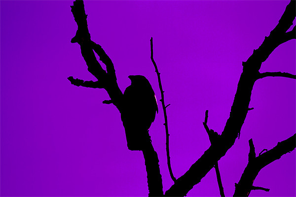 Crow silhouette against Purple Sky Picture Board by Bill Simpson
