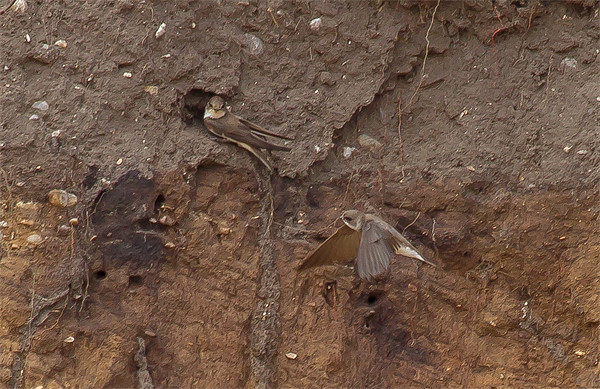 Sand Martins at Nest Hole Picture Board by Bill Simpson