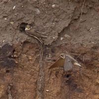 Buy canvas prints of Sand Martins at Nest Hole by Bill Simpson