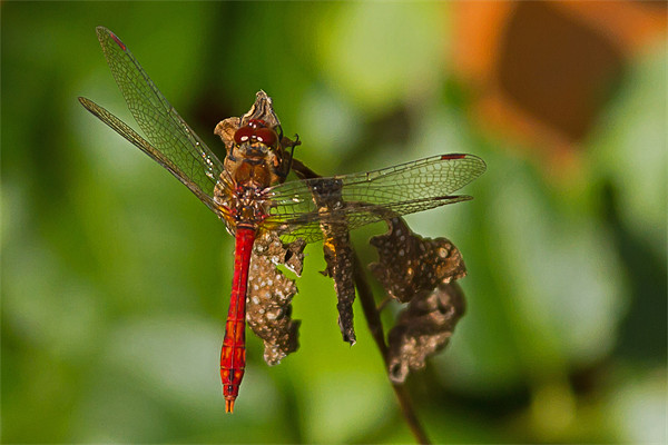 Ruddy Darter Dragonfly Picture Board by Bill Simpson
