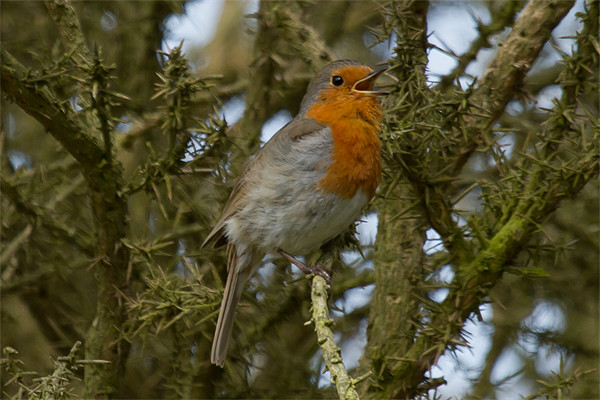 Robin Singing in the Trees Picture Board by Bill Simpson