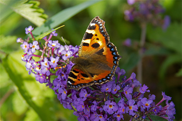 Small Tortoiseshell Butterfly Picture Board by Bill Simpson
