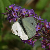 Buy canvas prints of Large White Butterfly by Bill Simpson