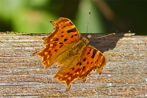 Comma Butterfly Polygonia C-Album Picture Board by Bill Simpson