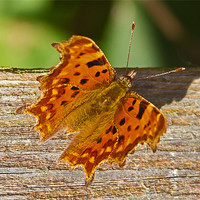 Buy canvas prints of Comma Butterfly Polygonia C-Album by Bill Simpson