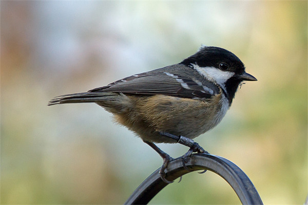 Coal Tit Parus Ater Picture Board by Bill Simpson