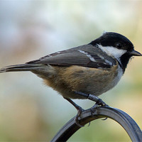 Buy canvas prints of Coal Tit Parus Ater by Bill Simpson