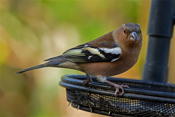 Chaffinch on feeder Picture Board by Bill Simpson