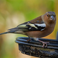 Buy canvas prints of Chaffinch on feeder by Bill Simpson