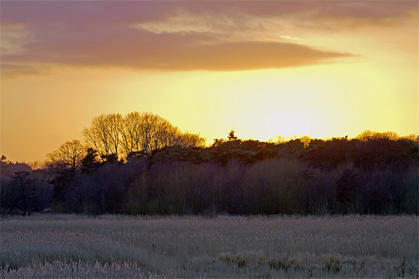 Sunset Hen Reedbeds Near Southwold Picture Board by Bill Simpson