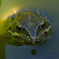 Buy canvas prints of Common Toad by Bill Simpson