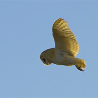 Buy canvas prints of Barn Owl Hunting by Bill Simpson