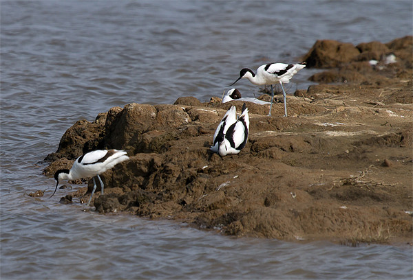 Three Avocets Picture Board by Bill Simpson
