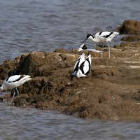 Buy canvas prints of Three Avocets by Bill Simpson