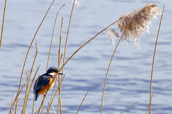 Kingfisher in reeds Picture Board by Bill Simpson