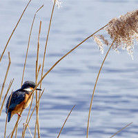 Buy canvas prints of Kingfisher in reeds by Bill Simpson