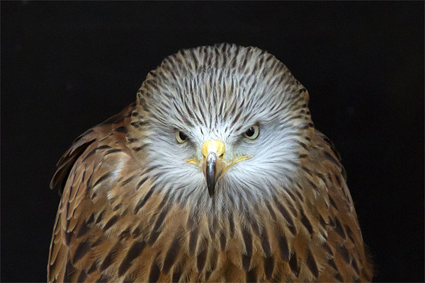 Red Kite Portrait Picture Board by Bill Simpson