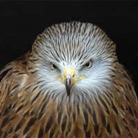 Buy canvas prints of Red Kite Portrait by Bill Simpson