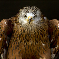 Buy canvas prints of Red Kite Portrait #2 by Bill Simpson