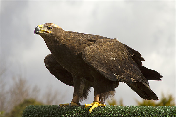 Golden Eagle Picture Board by Bill Simpson
