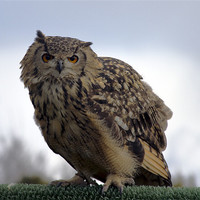 Buy canvas prints of Eagle Owl by Bill Simpson