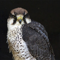 Buy canvas prints of Lanner Falcon #1 by Bill Simpson