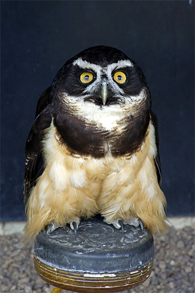 Spectacled Owl #1 Picture Board by Bill Simpson