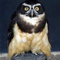 Buy canvas prints of Spectacled Owl #1 by Bill Simpson
