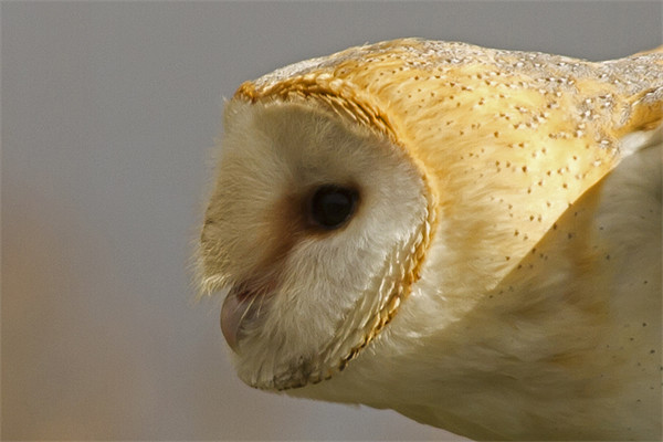 Barn Owl Profile #1 Picture Board by Bill Simpson