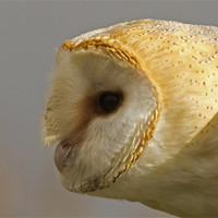 Buy canvas prints of Barn Owl Profile #1 by Bill Simpson