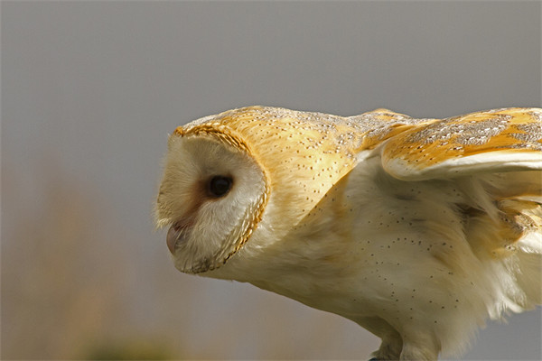 Barn Owl Profile #2 Picture Board by Bill Simpson