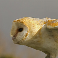Buy canvas prints of Barn Owl Profile #2 by Bill Simpson