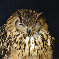 Buy canvas prints of Indian Eagle Owl Sleeping by Bill Simpson