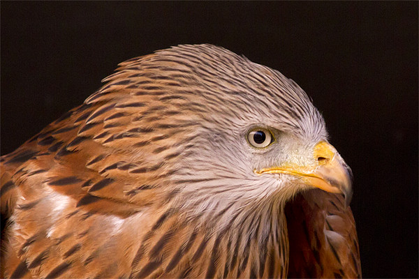 Red Kite Portrait #3 Picture Board by Bill Simpson