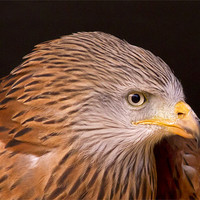 Buy canvas prints of Red Kite Portrait #3 by Bill Simpson