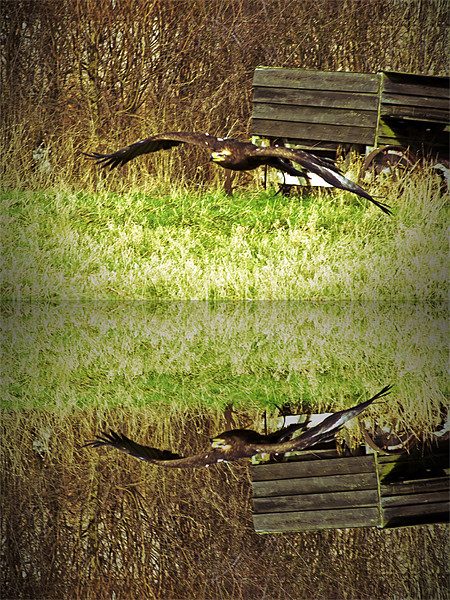 Golden Eagle Reflections Picture Board by Bill Simpson