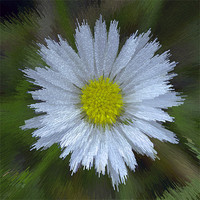 Buy canvas prints of Abstract Daisy by Bill Simpson