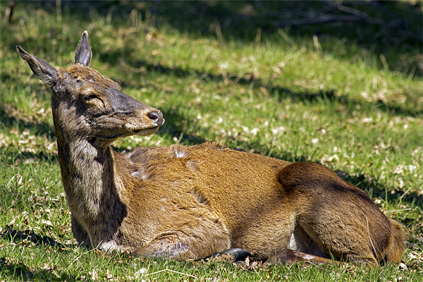Deer enjoying the Suffolk sun Picture Board by Bill Simpson